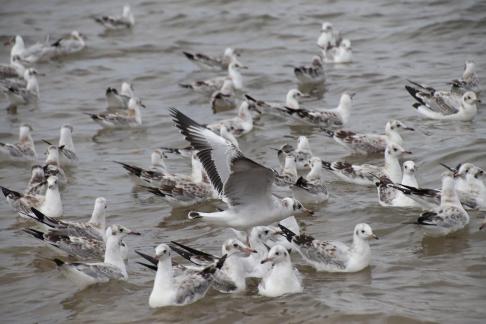 Gull Dance 19