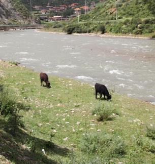 Cattle grazing by the stream 5