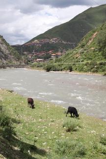 Cattle grazing by the stream 6