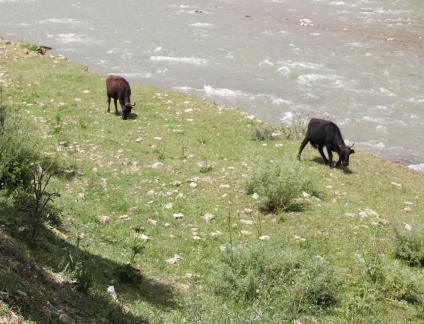 Cattle grazing by the stream 7