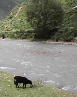 Cattle grazing by the stream 1