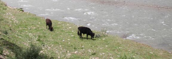 Cattle grazing by the stream 2