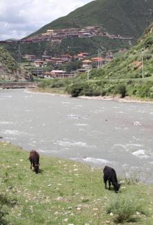 Cattle grazing by the stream 3