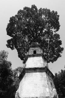 Tower and Tree 1