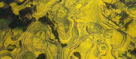 The Poetry of the Earth 54