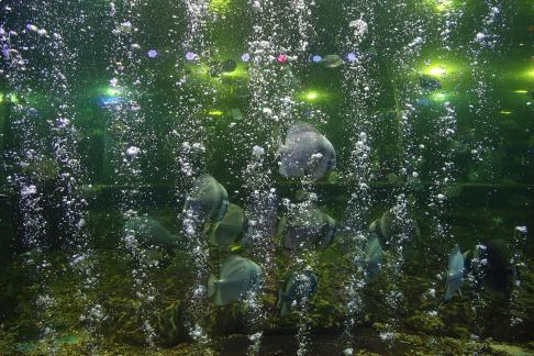 Aquarium Tour 18