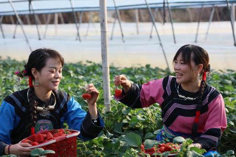 Strawberry Base 26