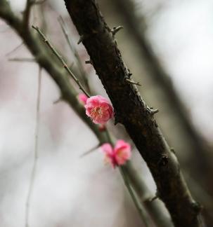 Red Plum Praise 49