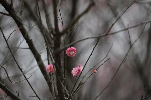 Red Plum Praise 51