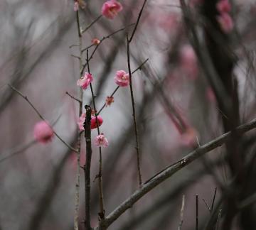 Red Plum Praise 52