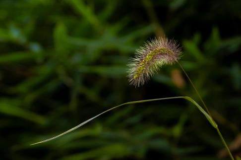 Familiar plants 6