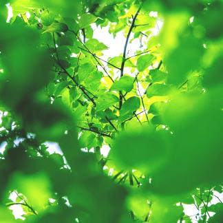 gap 1