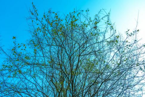 Green in Spring 2
