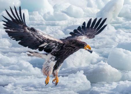 Stellers Sea Eagle 2