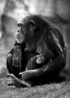 Chimpanzee and Infant 2