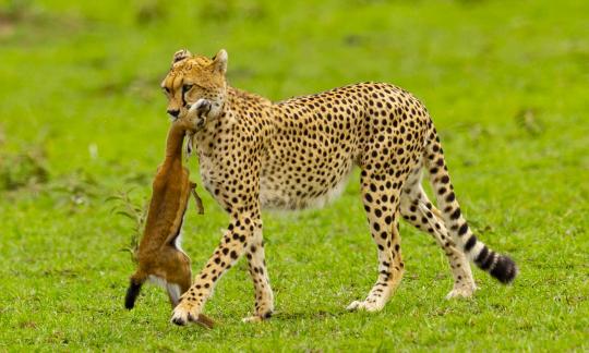 Cheetah with Kill 0843