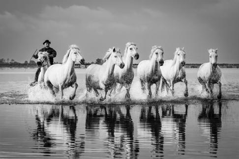 Charging Camargue horses 17