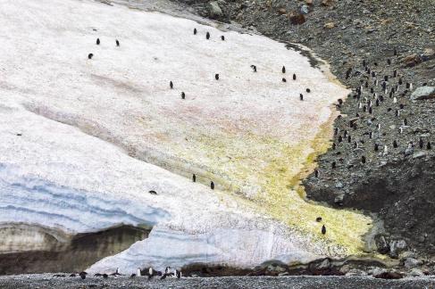Chinstrap penguins up the hill 56