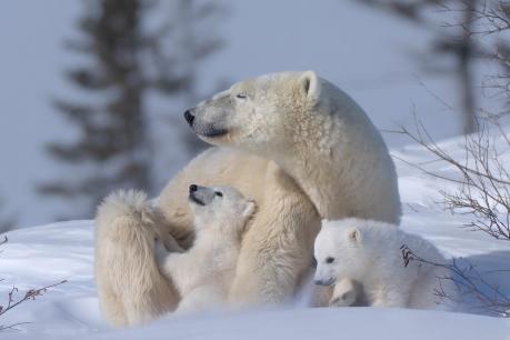 Family of Polar Bears 3