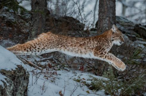 Siberian Lynx  Jumping