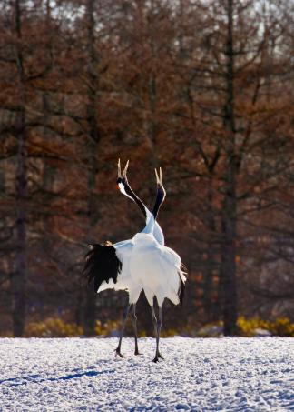 Red-crowned cranes shouting