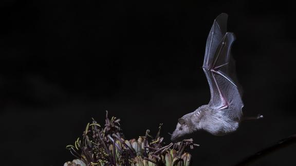 Nectar Bat 2022 07
