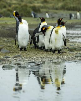 King Penguins 6 w Reflection
