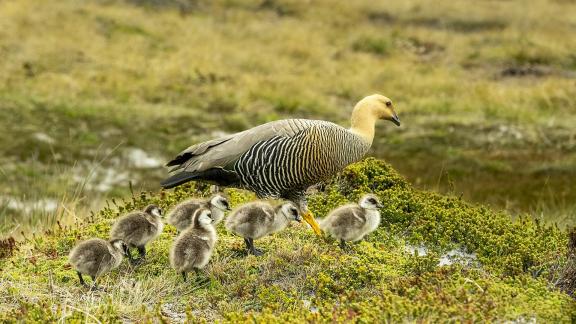 Upland Goose w 6 Chicks on Mound