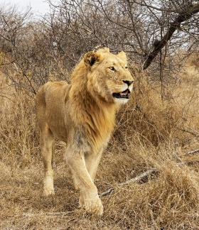 Young Male Lion Approaching