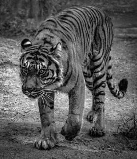 A Tiger Walking