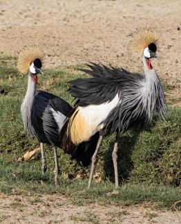 Crowned Cranes Heads Up