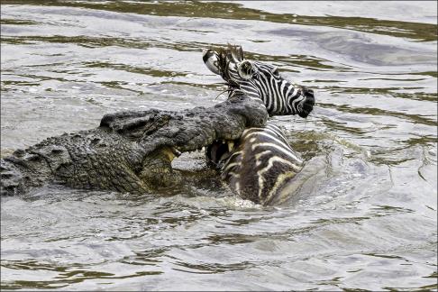 Crocodile and Zebra