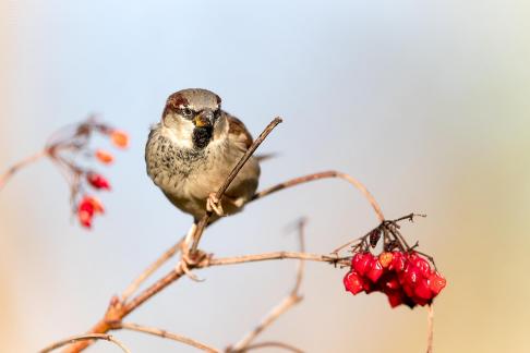 Sparrow and berries