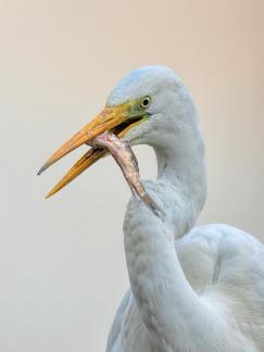 Great egret with fish