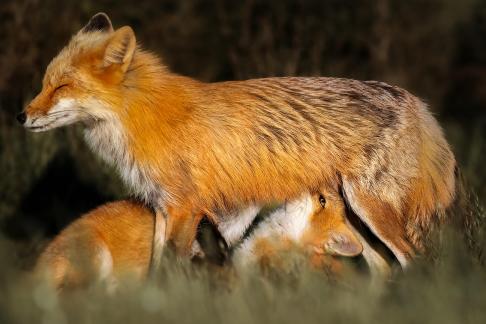 Cute little fox13