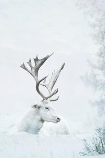white deer1