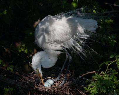 Great Heron with Eggs 9662