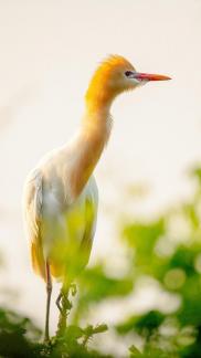 Cattle egret 7