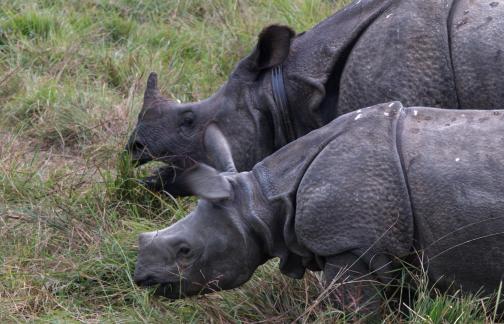 Rhino s heads