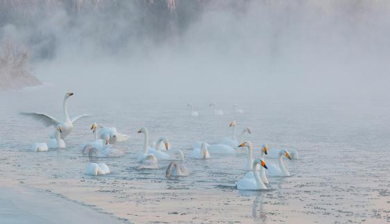 Swan Lake Morning Song