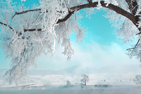 Snowy Willows in Wonderland