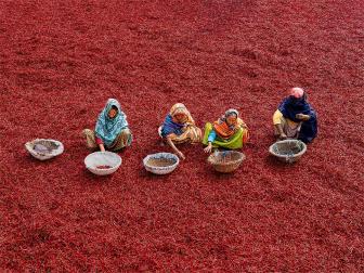 Picking red chili