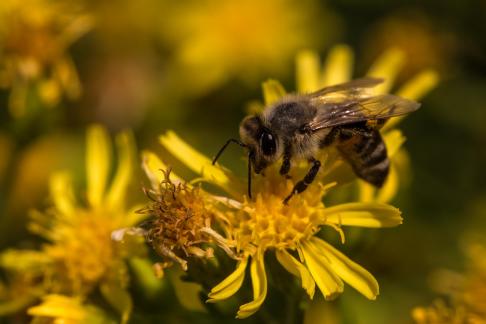 COLLECTING POLLEN NOV 22