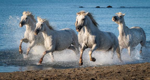 Gallop at the beach 28