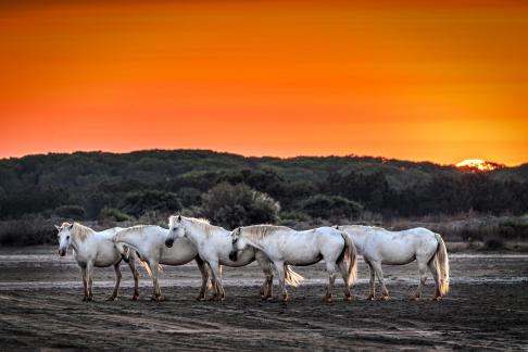 Horses at sunrise 10