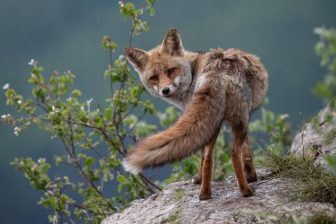 Fox at Lauzet 1