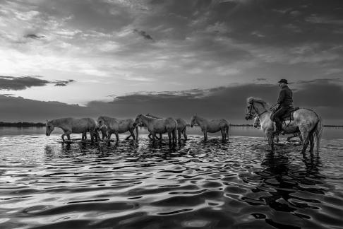 Camarguaises au marrais sunrise 1