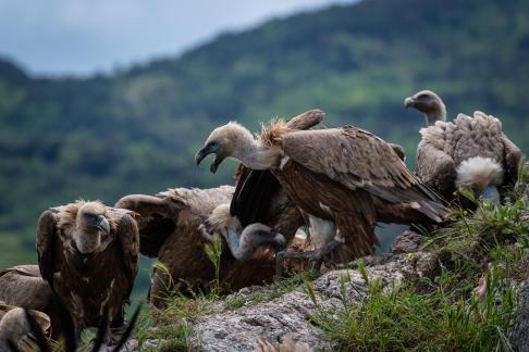 Vultures in the Pyrenees 2