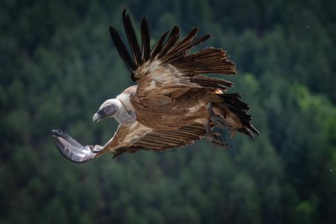 Vulture in flight 3