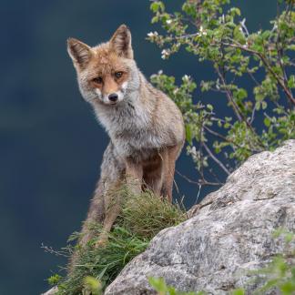 Fox posing on the rock 4